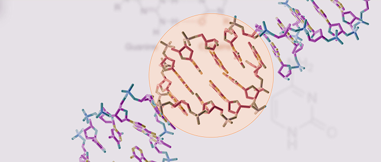 The Basics about DNA